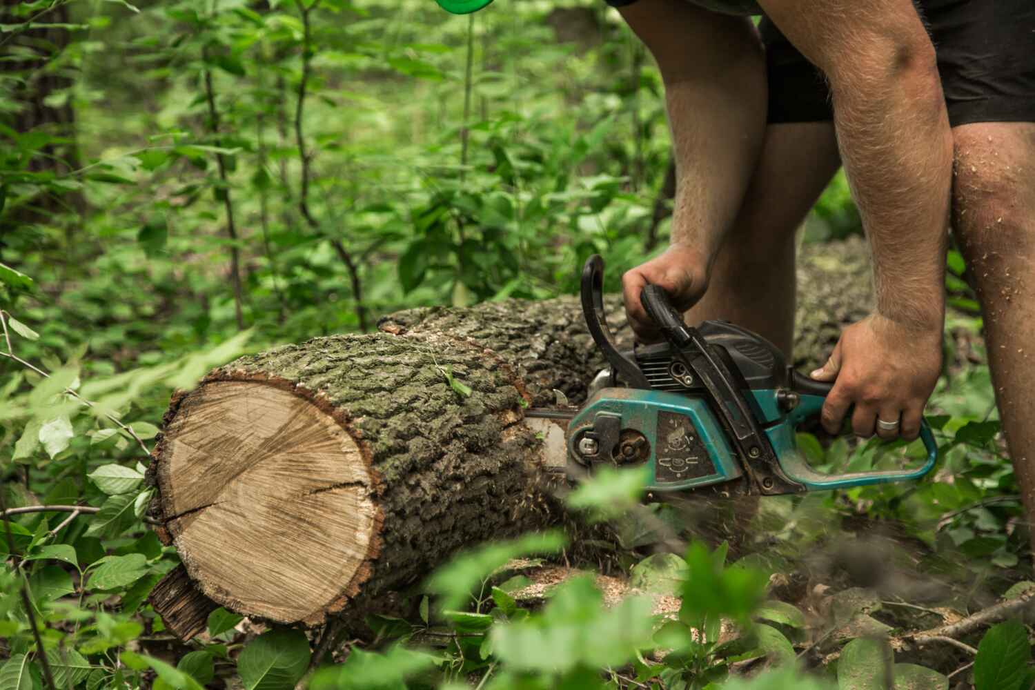 Tree Branch Trimming in North Beach Haven, NJ